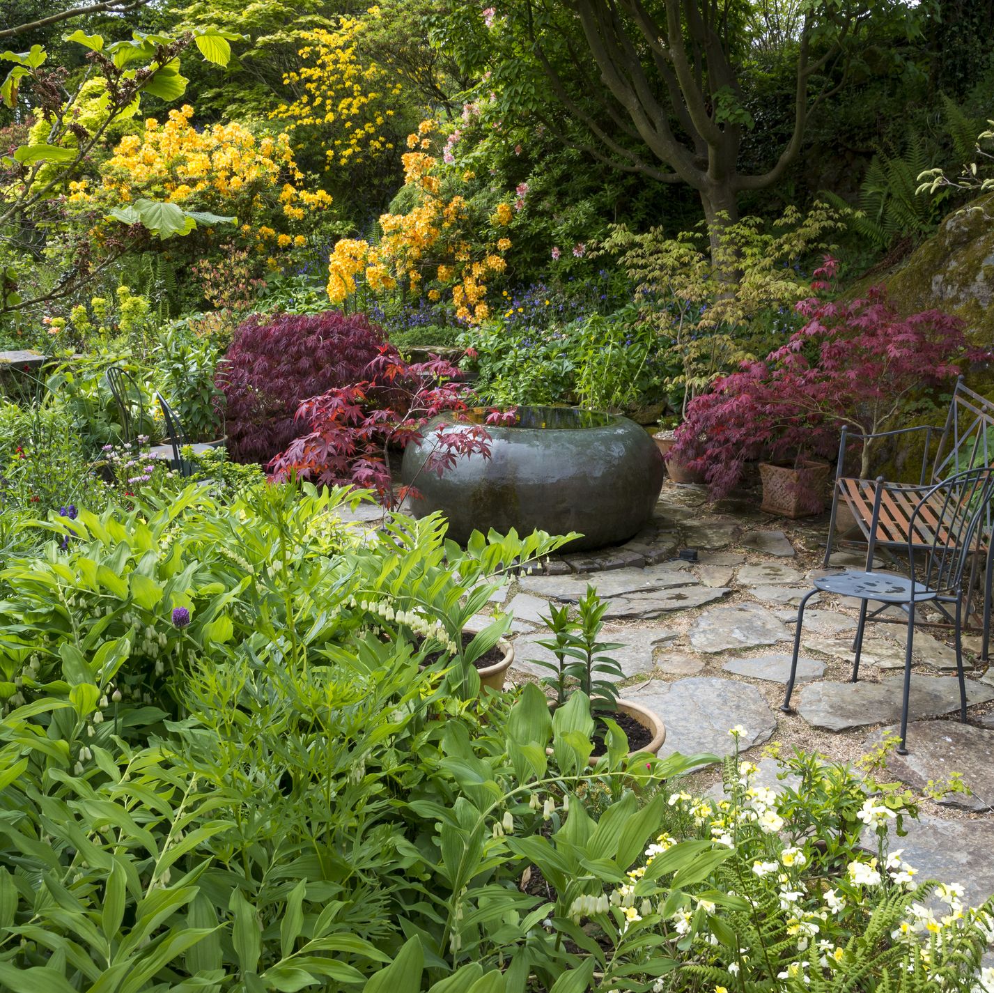 perennial plants for shade