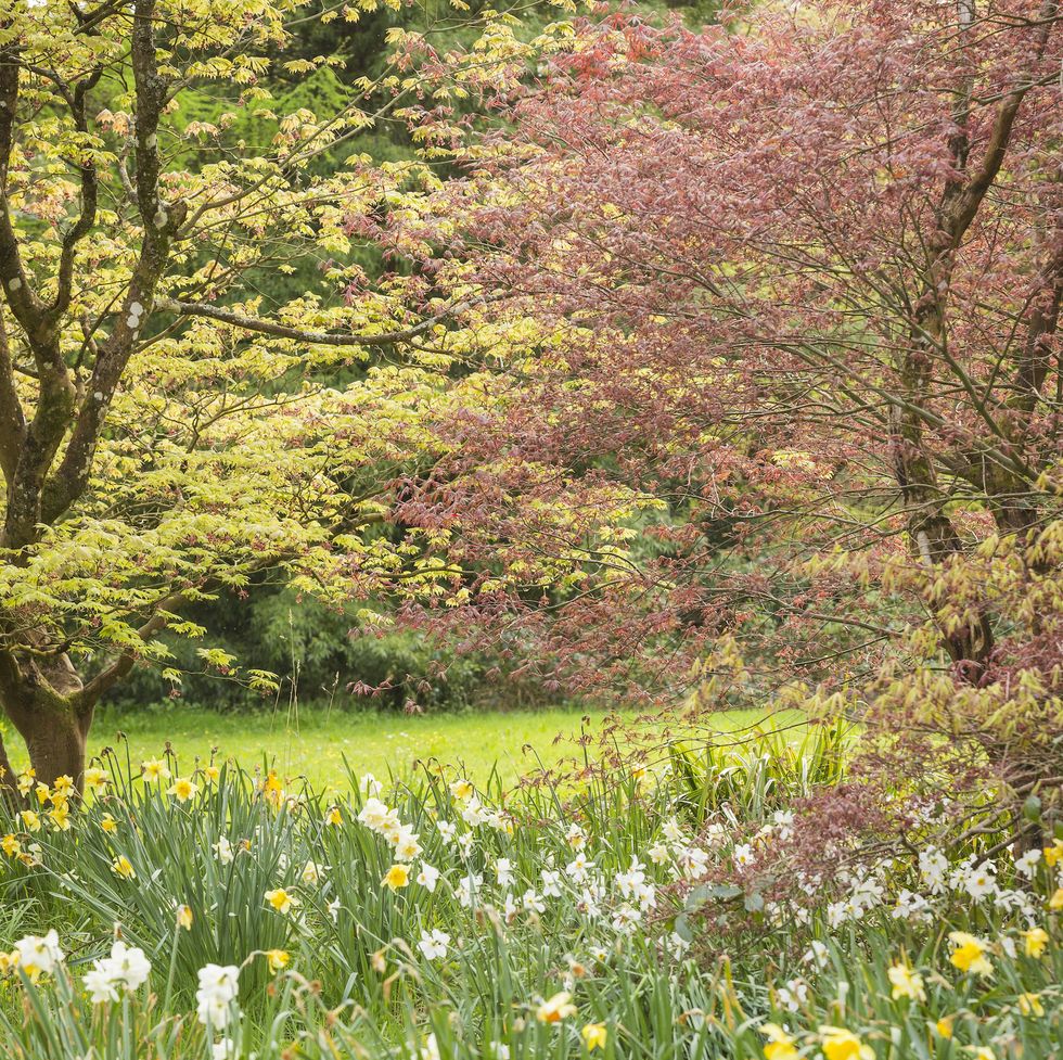 acer trees and daffodils in april at dyffryn gardens, vale of glamorgan