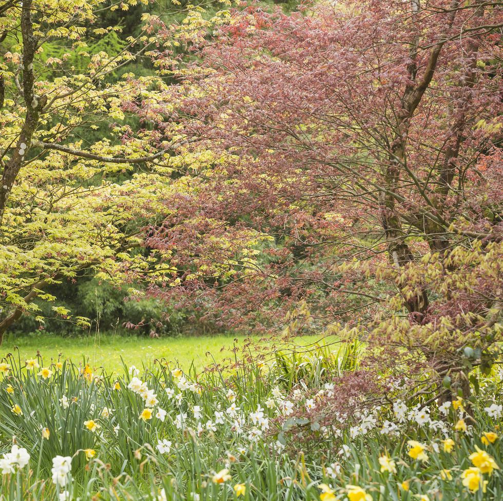 acer trees and daffodils in april at dyffryn gardens, vale of glamorgan