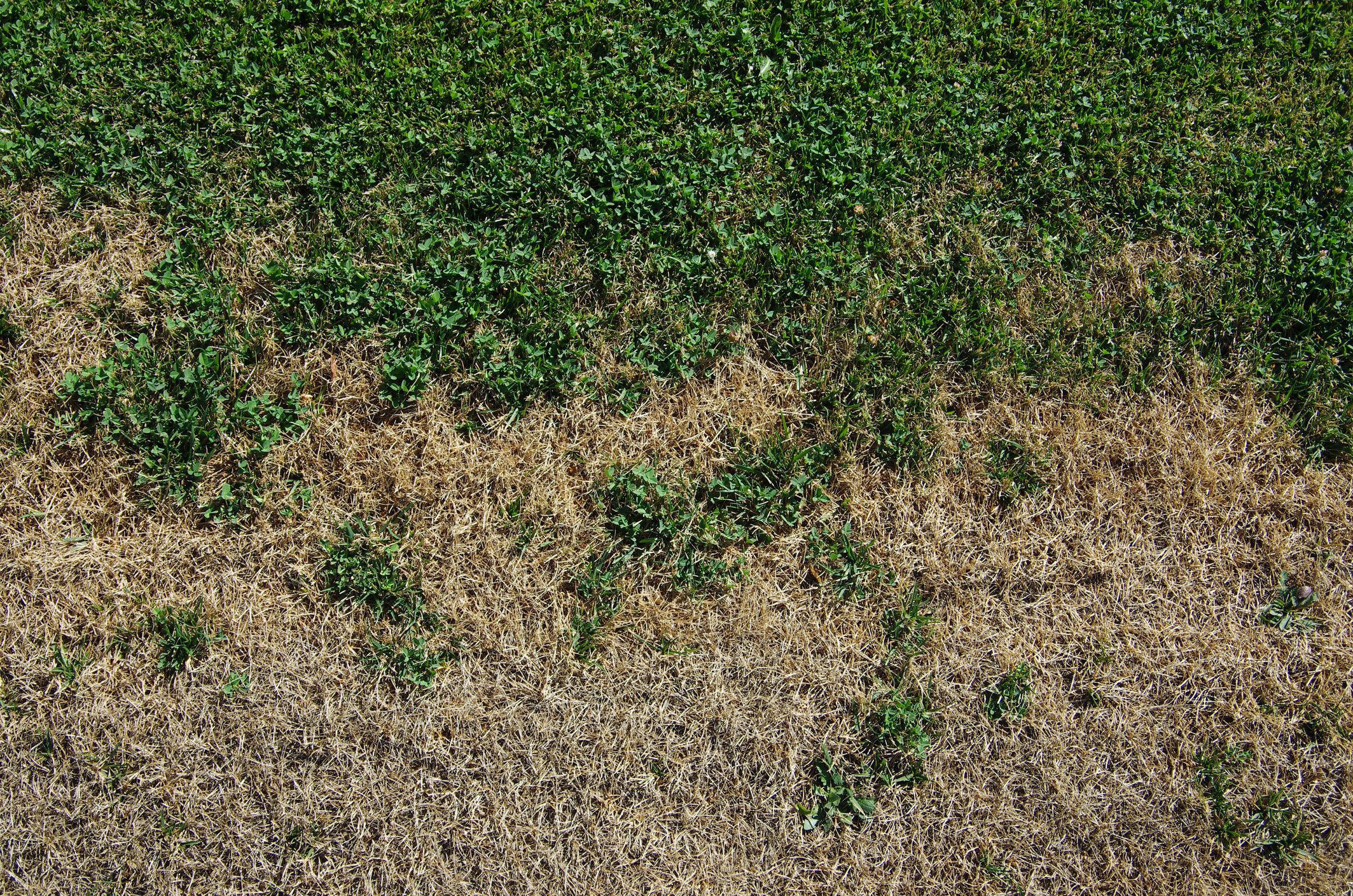 Image of Close-up of brown grass dying in summer