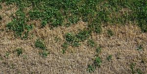dry grass, brown spots on lawn
