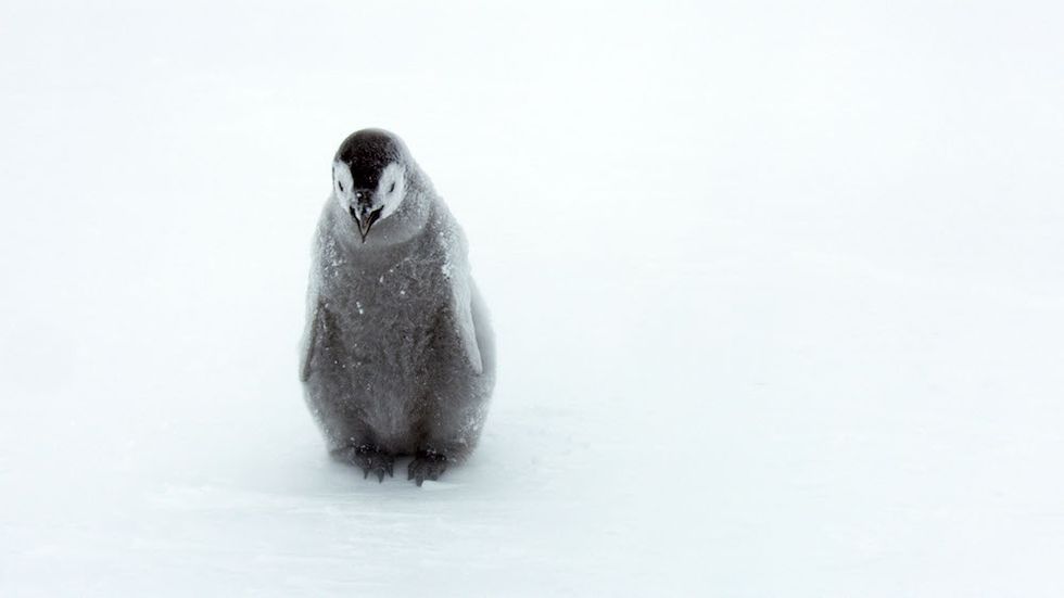 Dynasties penguins chicks photo