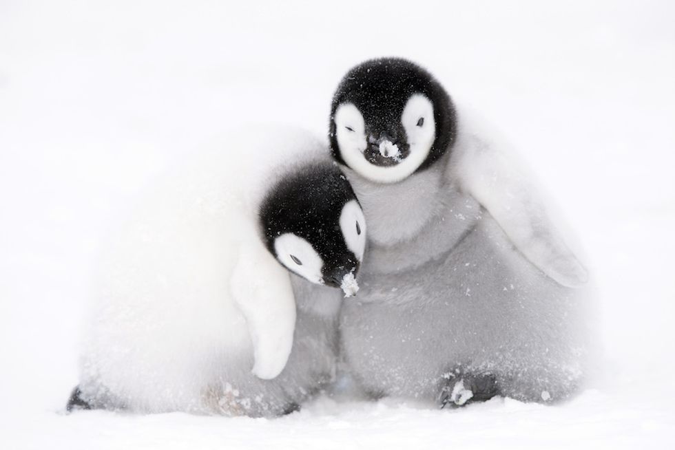 Dynasties penguins chicks photo