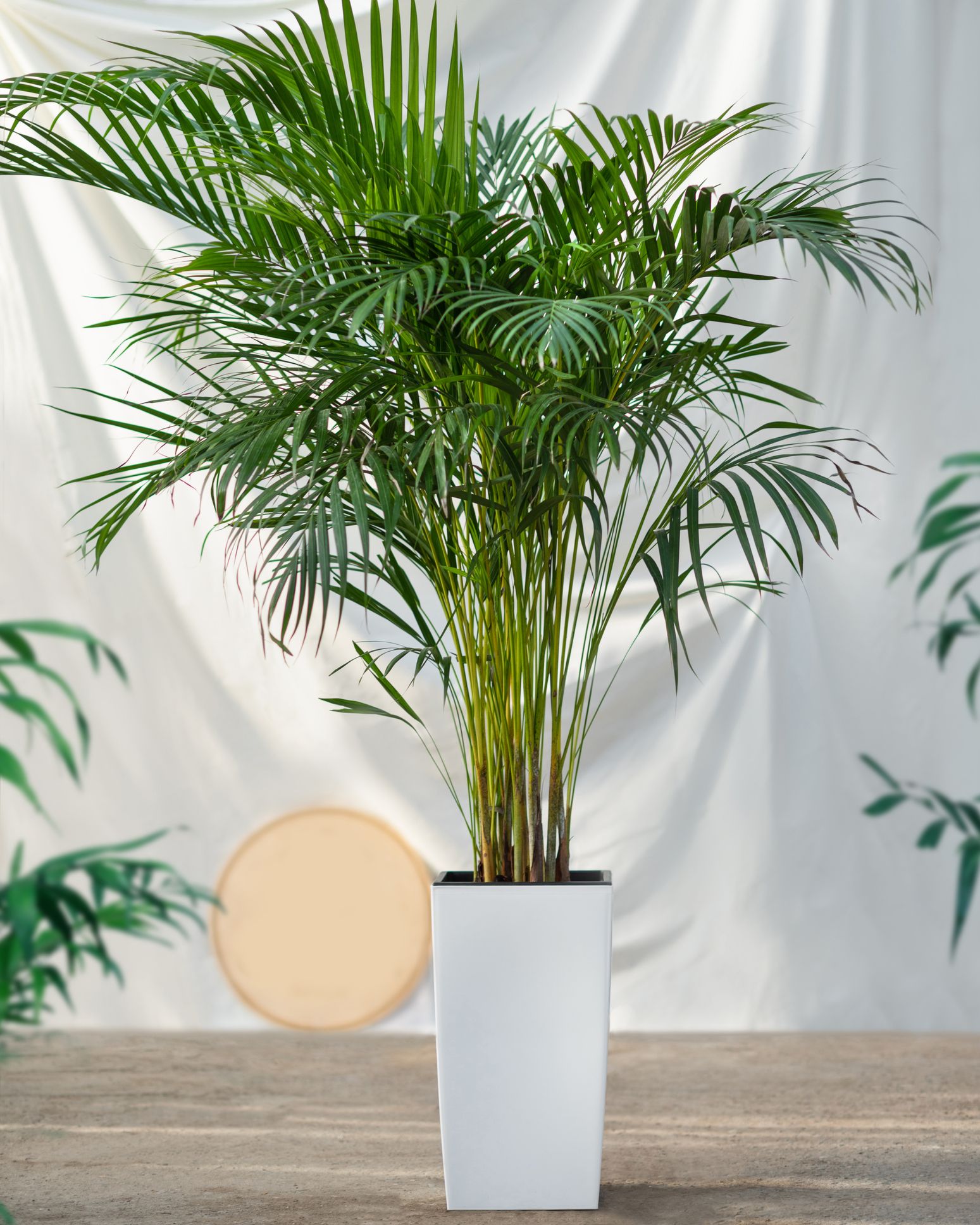 Types Of Indoor Palms