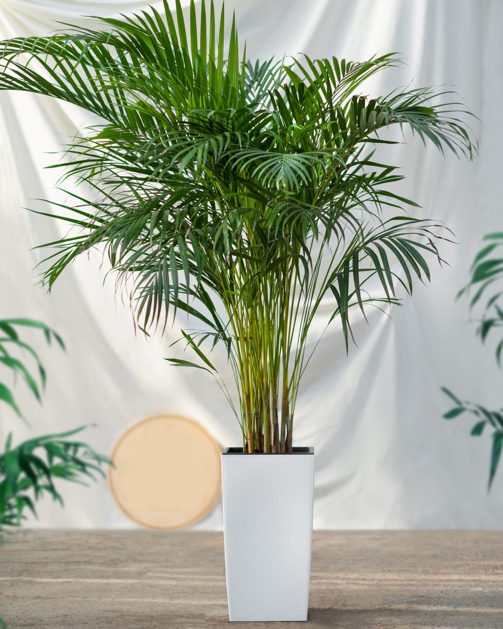 Palmera: A Tropical Delight