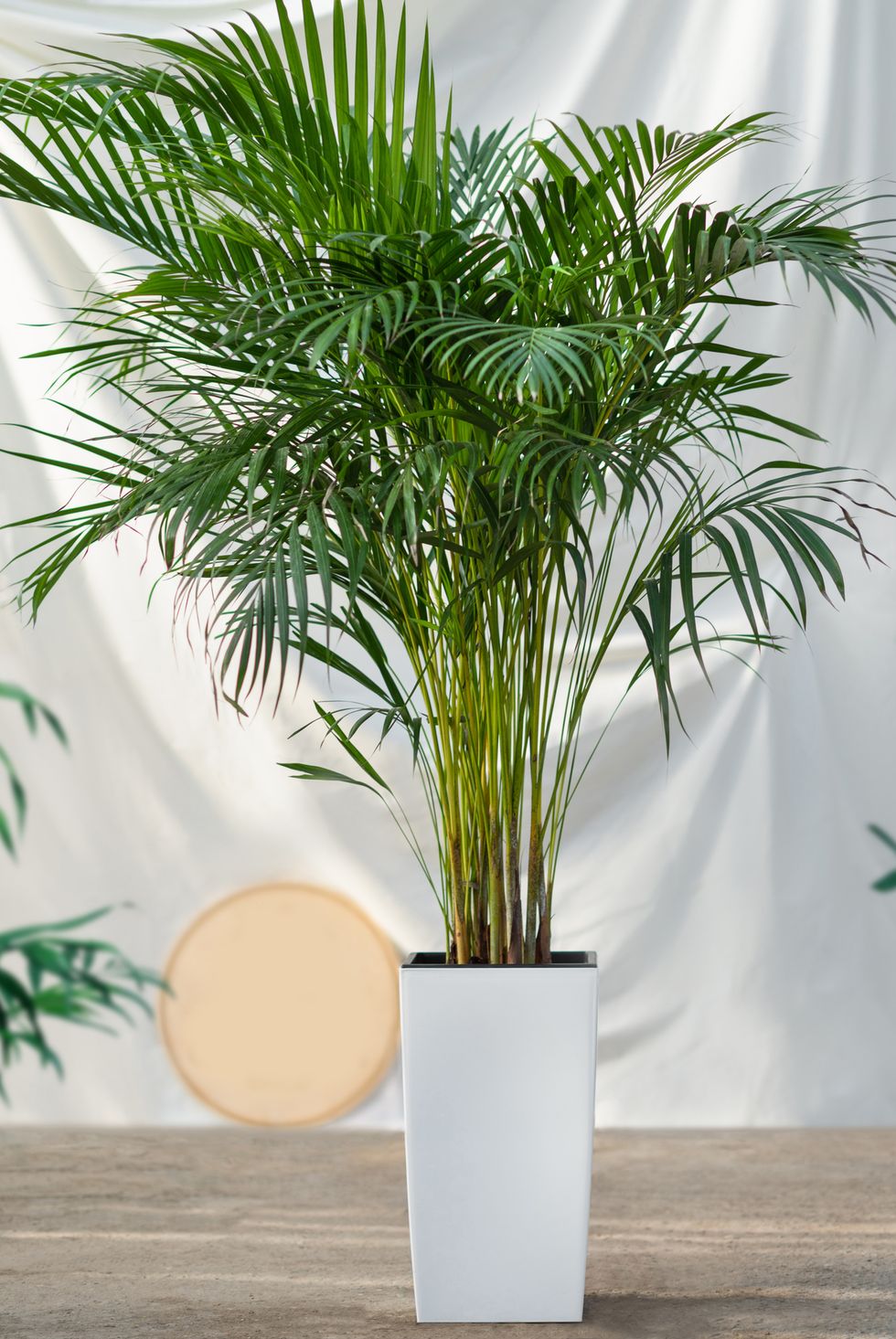 dypsis lutescens, areca cane, golden cane palm plant in white pot