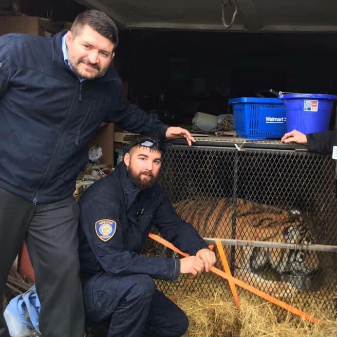 Living with a Tiger: Man Keeping A 400lb Killer In His Tiny New