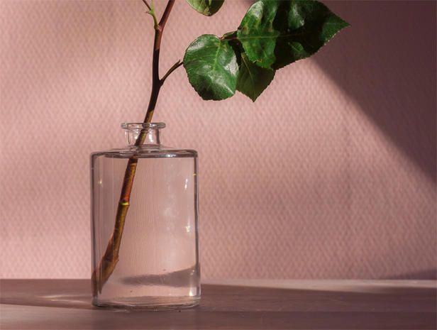 Vase, Transparent material, Glass, Leaf, Plant, Houseplant, Material property, Flowerpot, Table, Still life, 