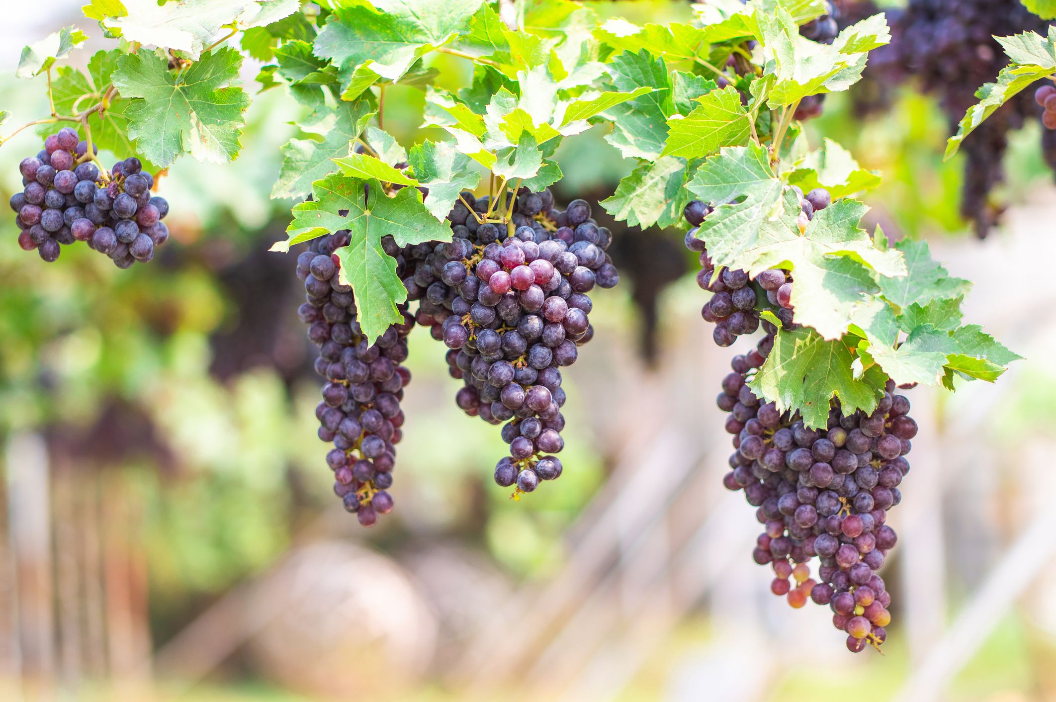 How to Grow Grape Vines - grape vines for sale