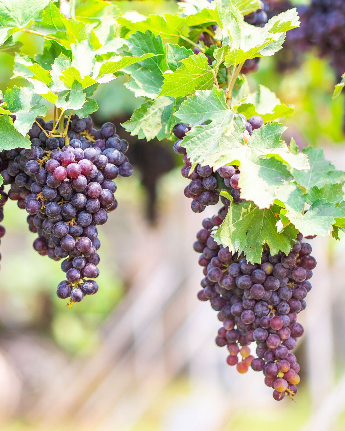 How to Plant Grape Vines: Expert Tips for Growing Delicious Grapes