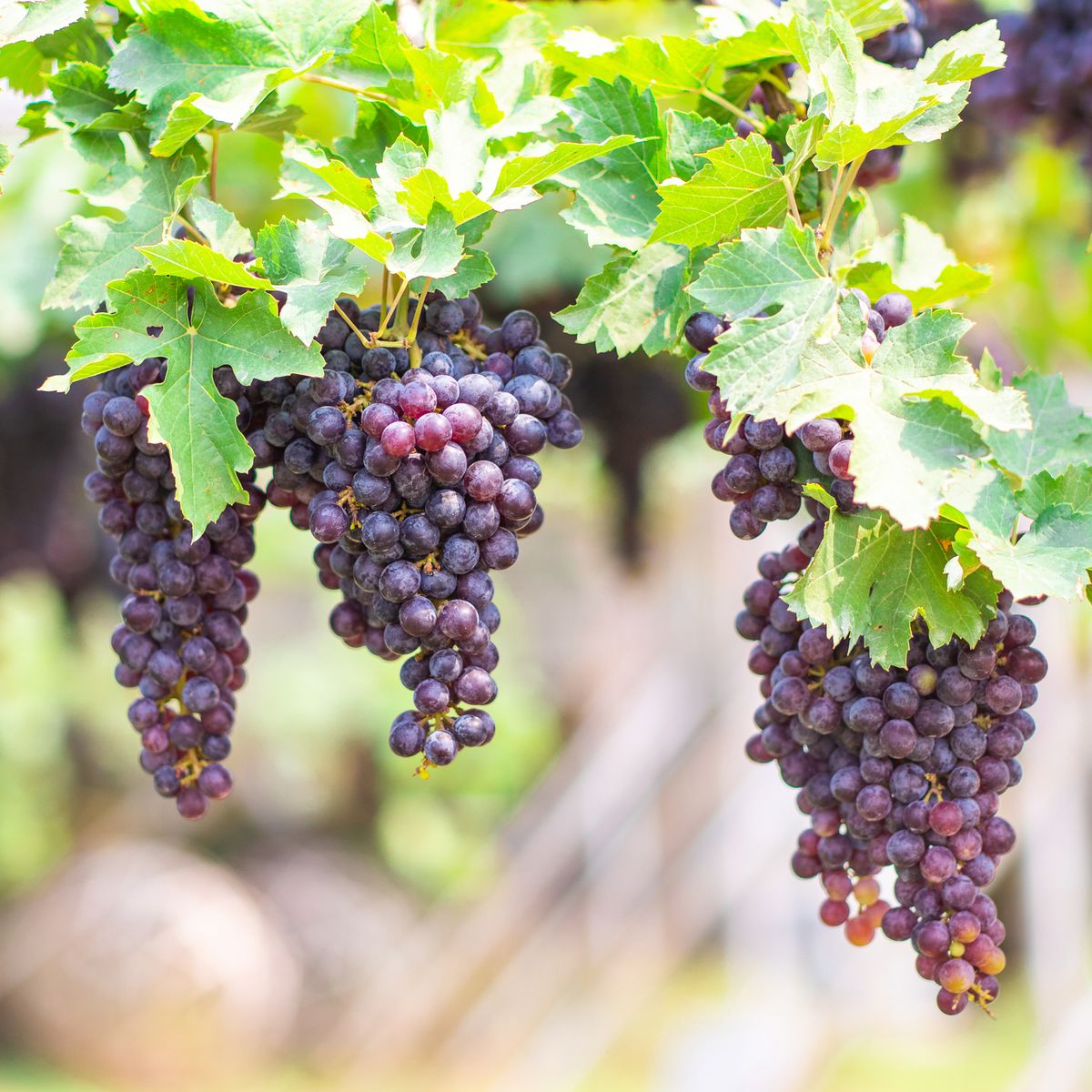 Enfadarse espada Influencia How to Grow Grape Vines - grape vines for sale