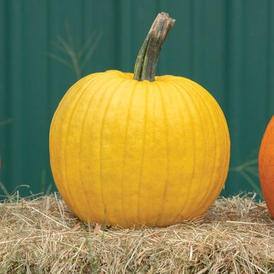 types of pumpkin like the mellow yellow variety