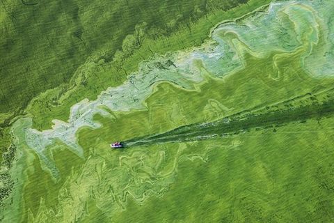 Weggelekte kunstmest kan leiden tot algengroei zoals hier in het Amerikaanse Lake Erie