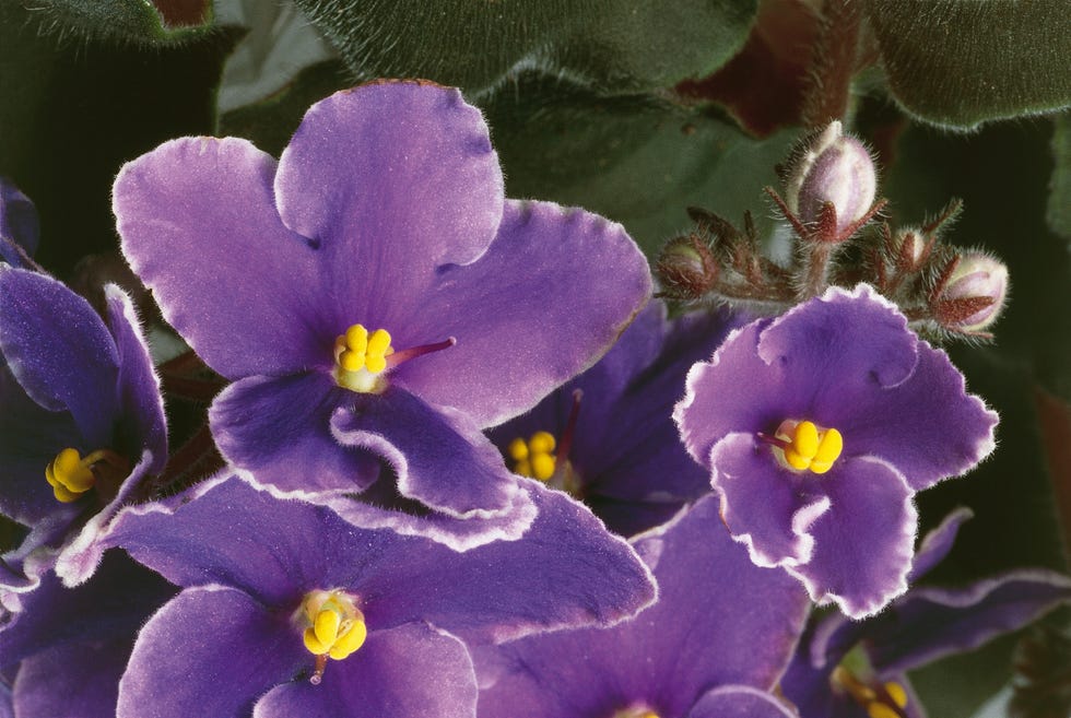 Close-up of an African violet flower (Saintpaulia ionantha)