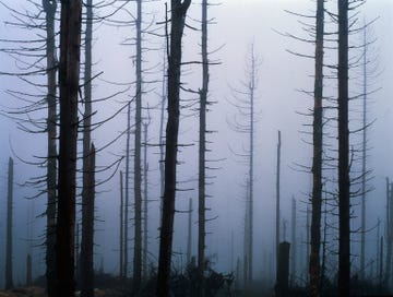 een kaal bos in de mist