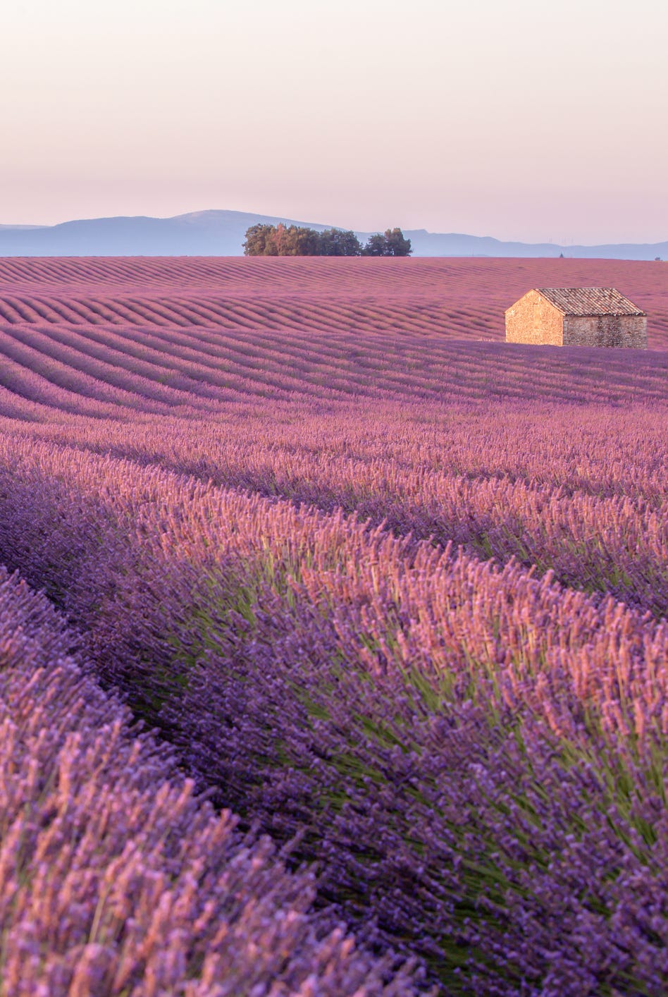 Provence'ın lavanta tarlasında, yalnız bir evde sabahın erken saatleri Provence'ın lavanta tarlasında, yalnız bir evde sabahın erken saatleri