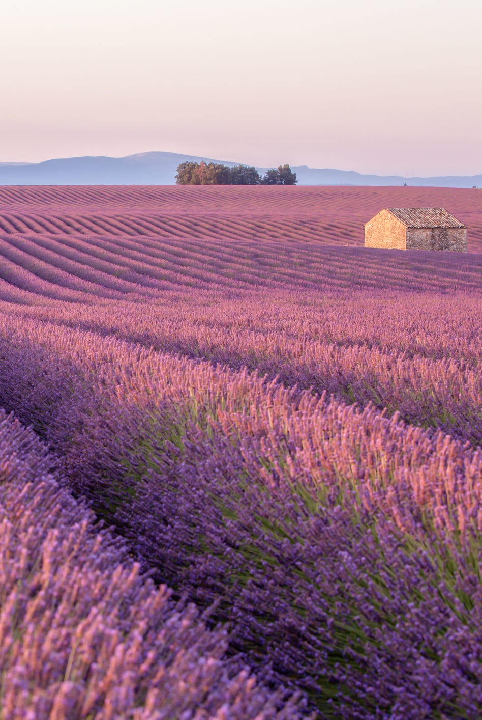 Early morning in a Provence's lavender field with a lone house