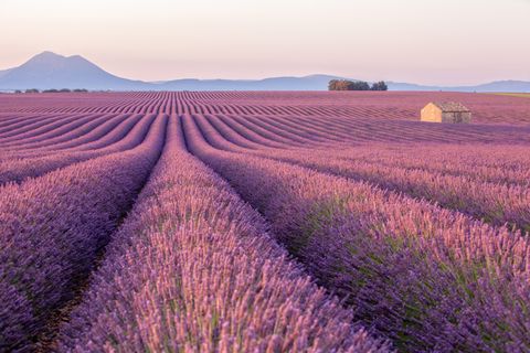 Early morning in a Provence's lavender field with a lone house
