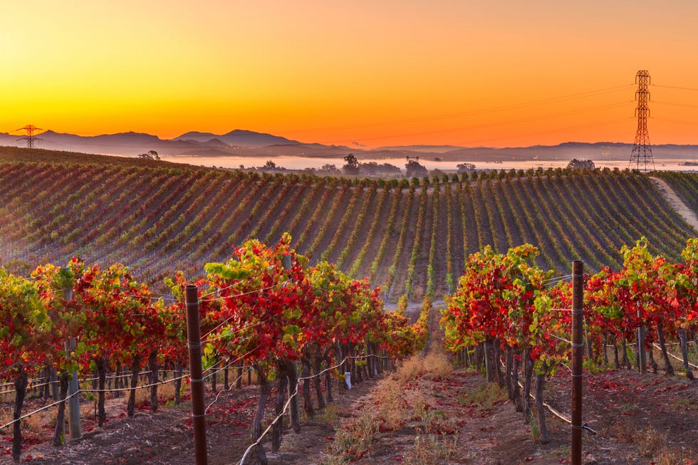 early morning vineyard in napa valley california