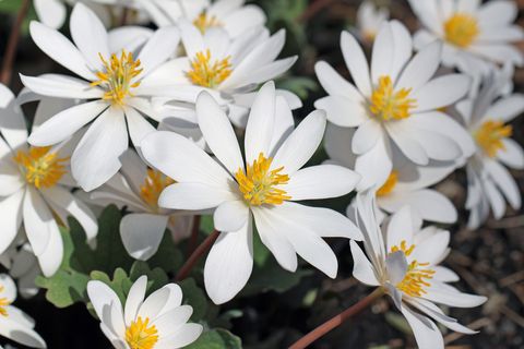 bloodroot sanguinaria canadensis, blutwurz blooming in early spring this plant is named for the reddish liquid contained in its roots
