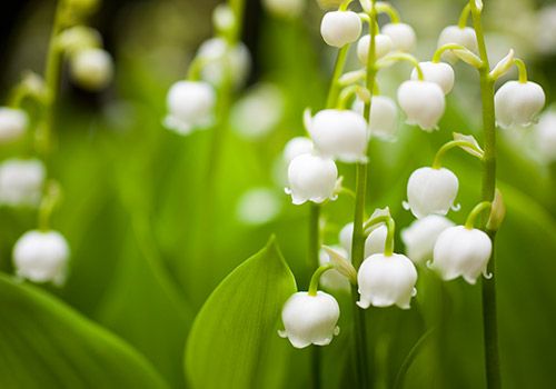 30 Best Early Spring Flowers - Early-Blooming Garden Flowers