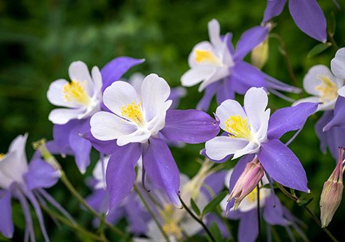 19 Early-Blooming Spring Flowers That Bring the Sunshine