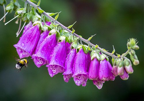 30 Best Early Spring Flowers - Early-Blooming Garden Flowers