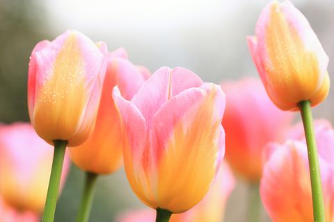 multicolor tulips blooming outdoors