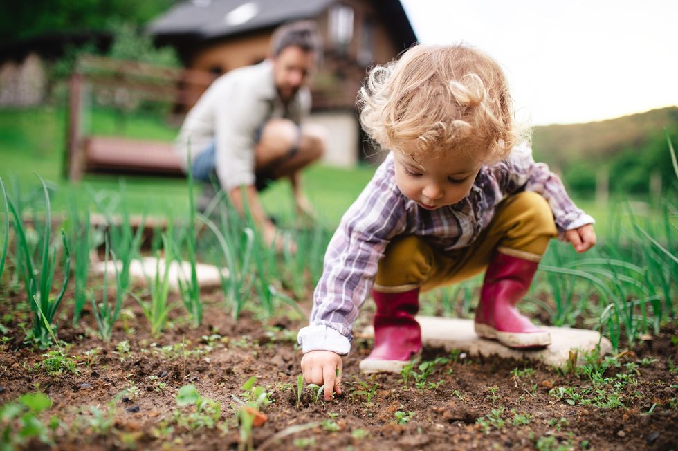 a small girl with father in background in the garden, planting seedlings