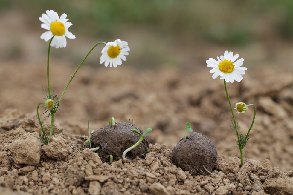 three white chamomile wildflower plants sprouting from seed bombs on dry soil