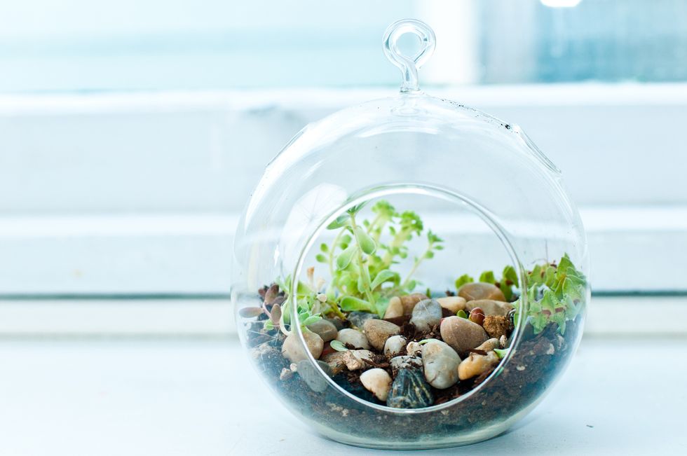a round glass miniature rock garden terrarium with small succulents sitting on a windowsill