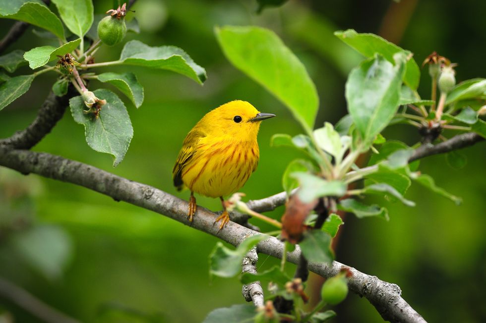 yellow warbler bird sitting on a branch in a tree