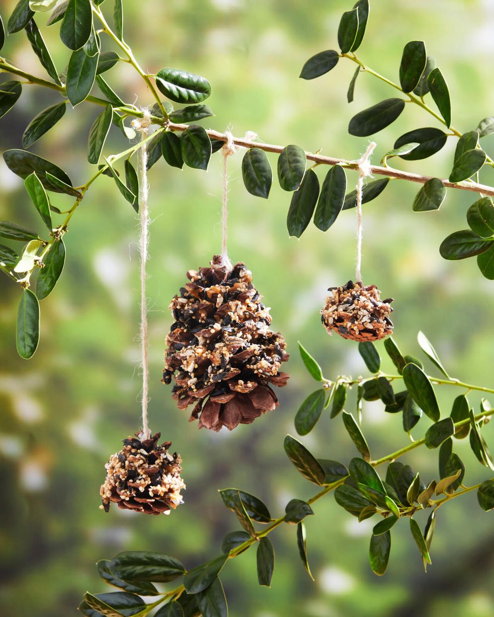 pine cones bird feeders filled with peanut butter and bird seed hung on a holly branch