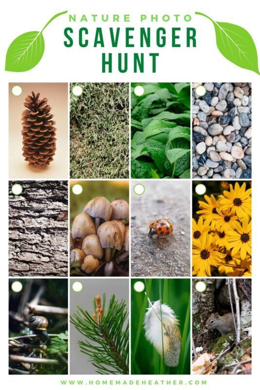 grid of nature photographs including a ladybug, mushrooms, a feather, tree bark and more