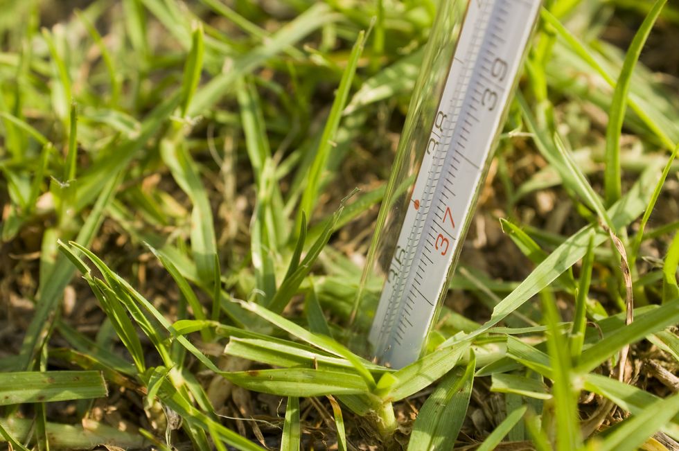 checking lawn soil temperature with a thermometer