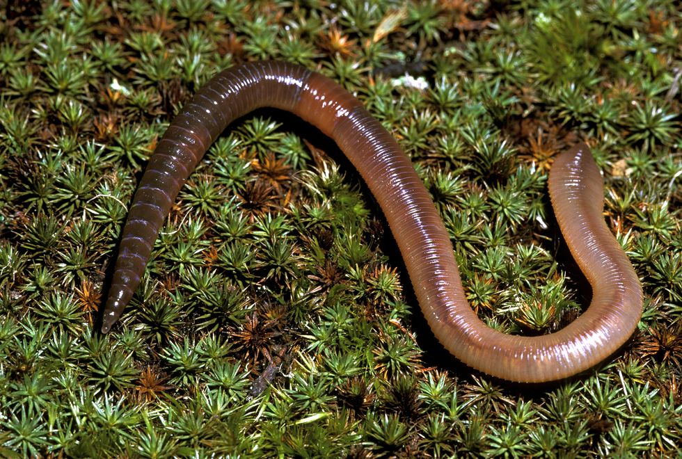 earthworm segmented worm or annelid lumbricus terrestris clitellum  other structures eg setae