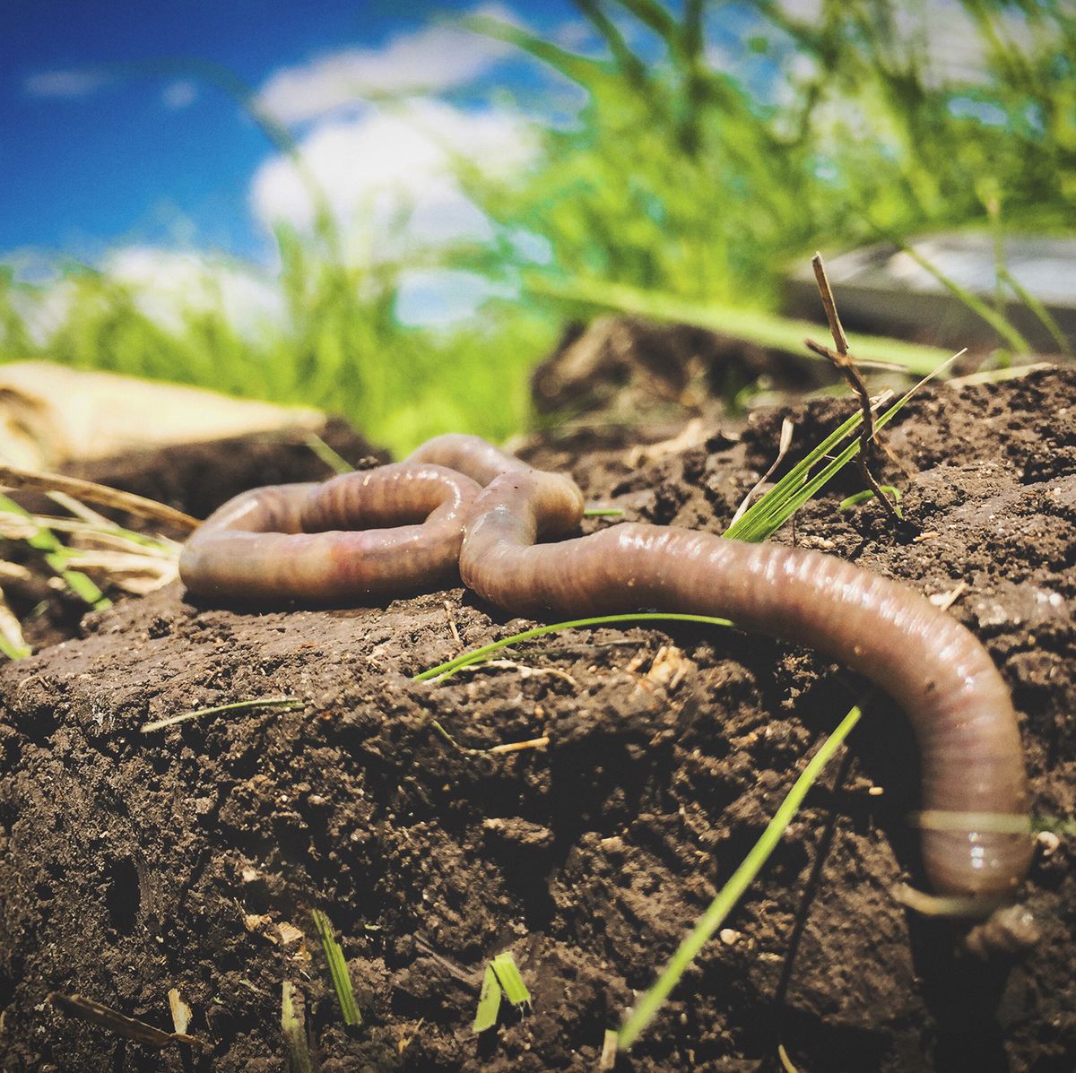 11 facts about earthworms that will blow your mind