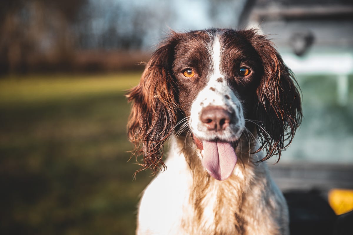 search image 2 Top Dog Breeds UK Training Tips: 3 Essential Tricks for Success 2