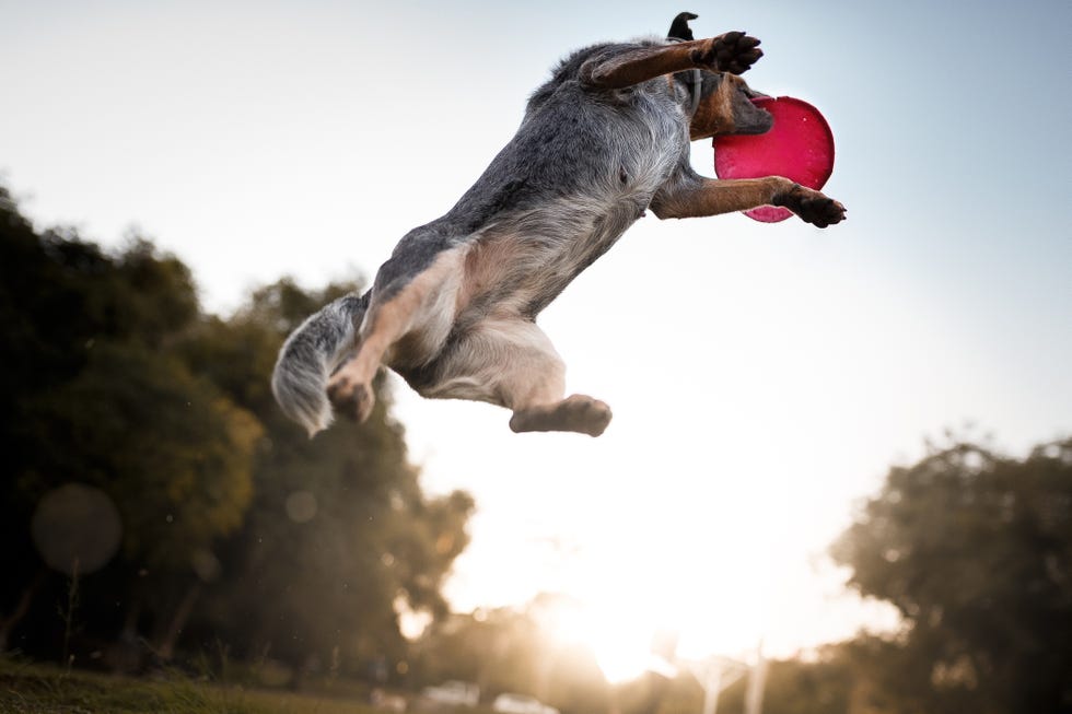 australian cattle dog seen from below jumping high in air, catching frisbee