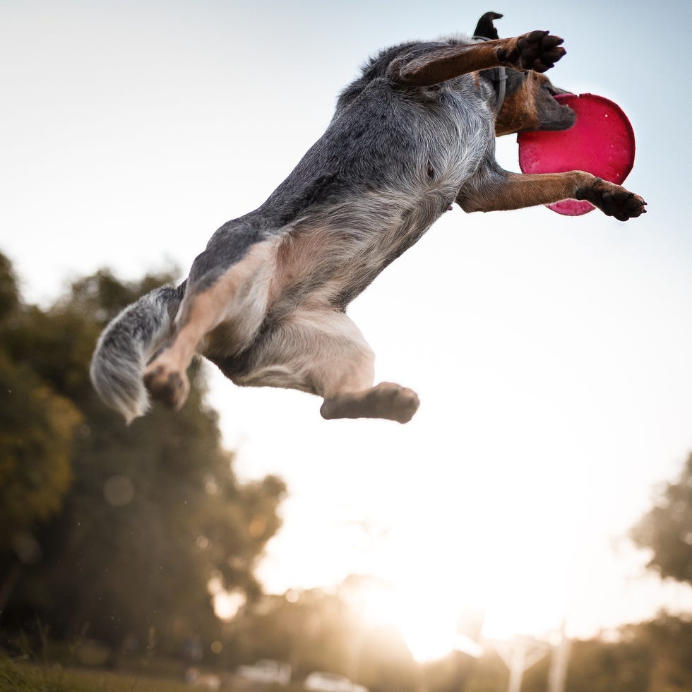 Australian cattle dog seen from below jumping high in air, catching frisbee australian cattle dog seen from below jumping high in air, catching frisbee