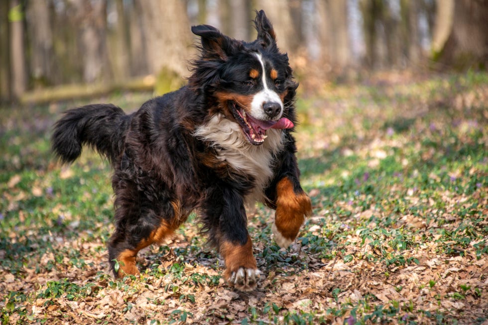 long haired, black, brown and white bernese mountain dog running in the forest with stick in his mouth in springtime