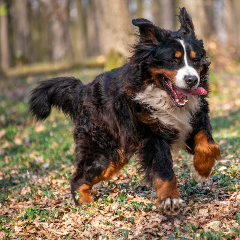 long haired, black, brown and white Bernese mountain dog running in the forest with stick in his mouth in springtime. long haired, black, brown and white bernese mountain dog running in the forest with stick in his mouth in springtime