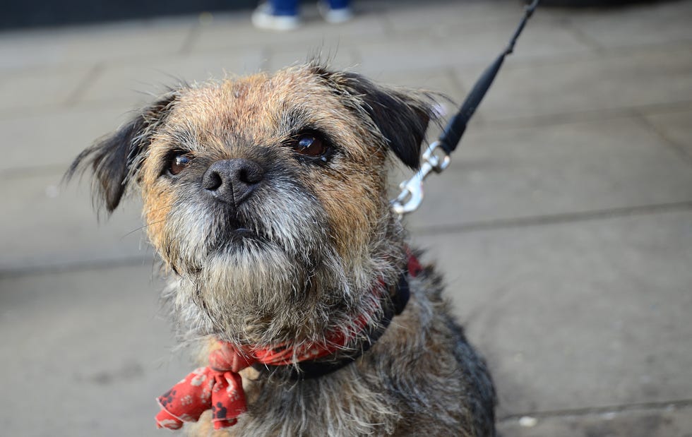 border terrier dog staring up with red kerchief on neck on a leash