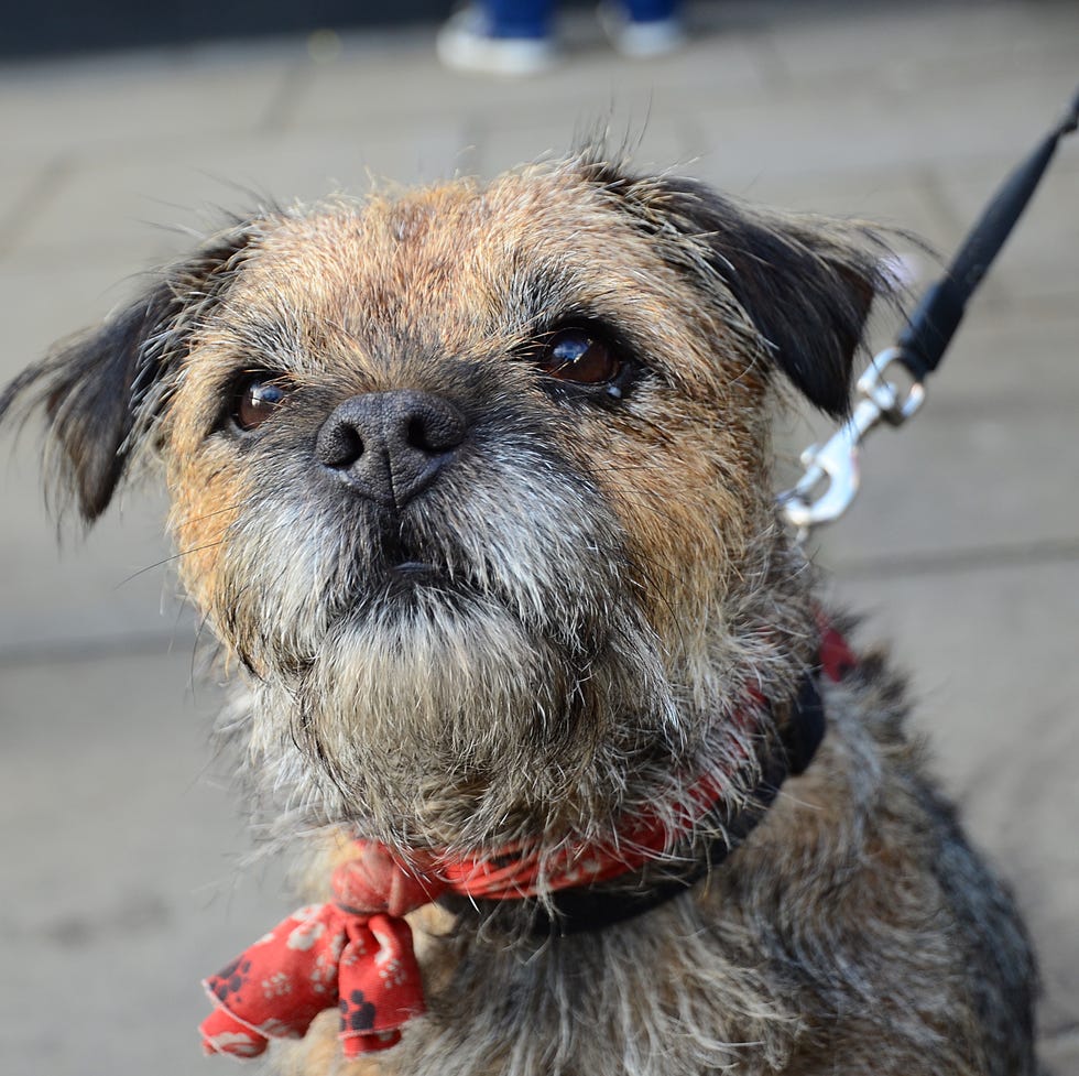 Border terrier dog staring up with red kerchief on neck on a leash border terrier dog staring up with red kerchief on neck on a leash