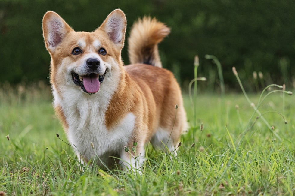 cute, big earred panting blond corgi with white on chest, legs and face standing in grass on short legs