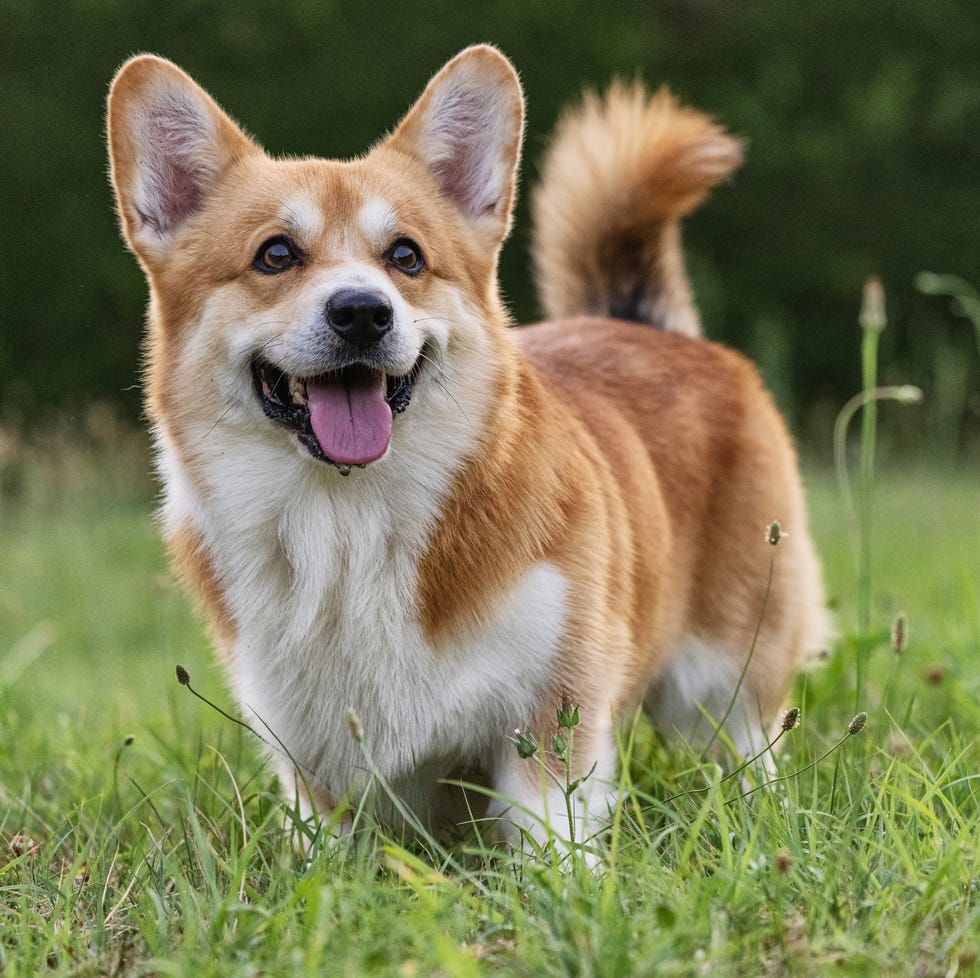 Cute, big earred panting blond corgi with white on chest, legs and face standing in grass on short legs cute, big earred panting blond corgi with white on chest, legs and face standing in grass on short legs