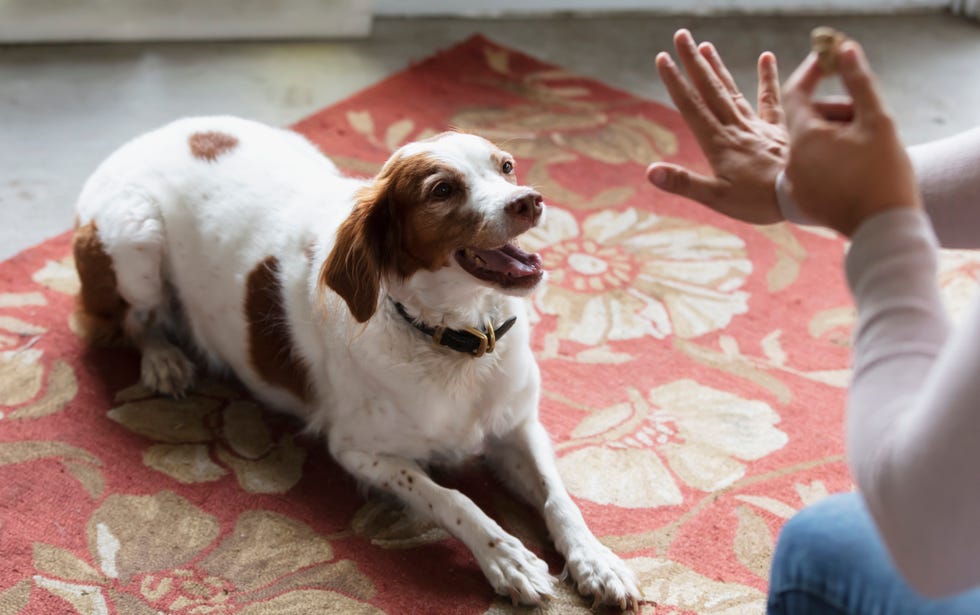 cropped view of a woman holding up a dog treat and giving a hand signal to her english springer spaniel to stay in the down position.