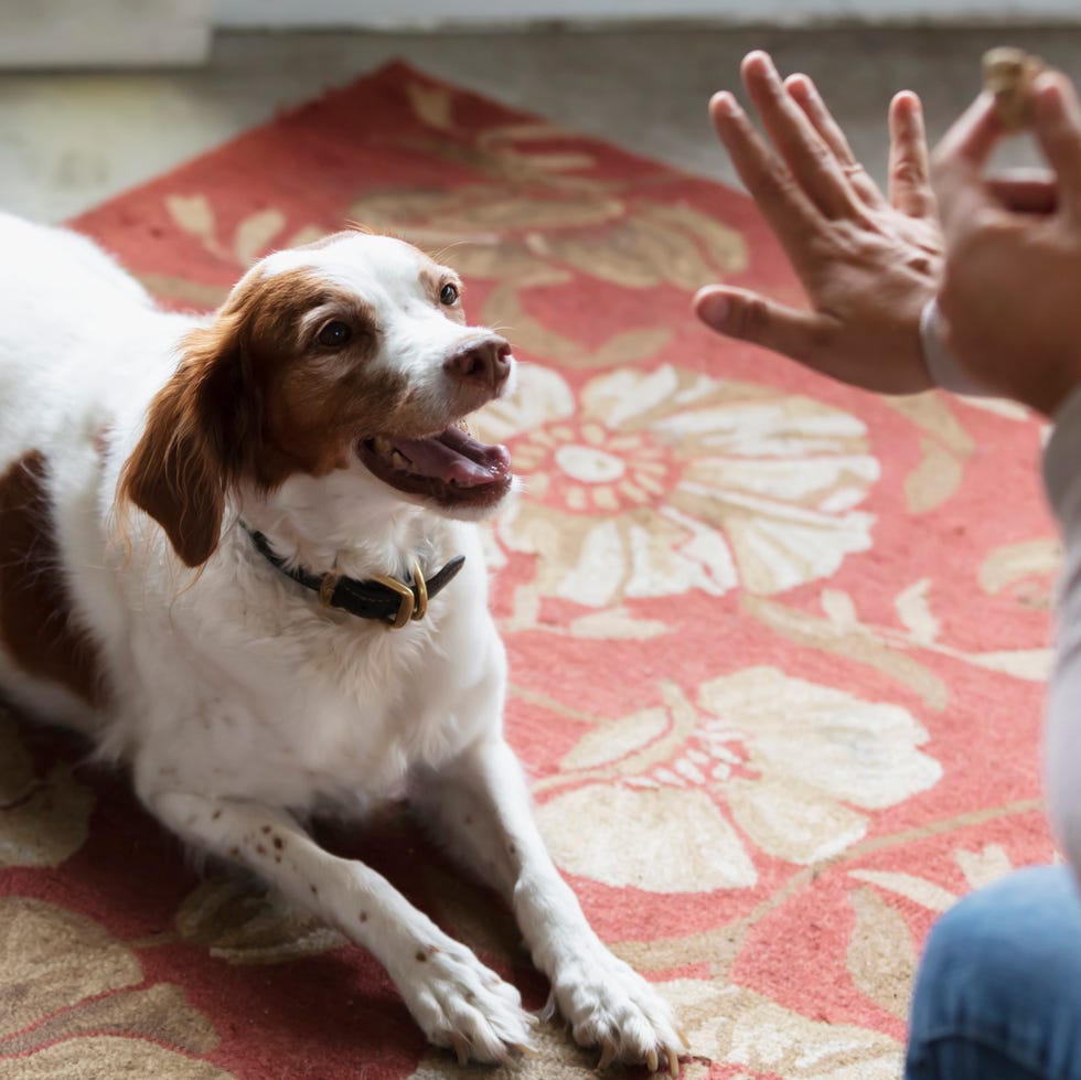 cropped view of a woman holding up a dog treat and giving a hand signal to her english springer spaniel to stay in the down position. cropped view of a woman holding up a dog treat and giving a hand signal to her english springer spaniel to stay in the down position.