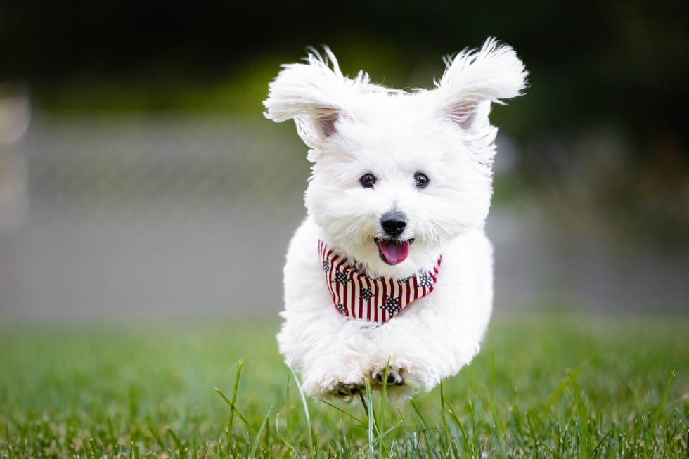 white, fluffy purebred havanese with stars and stripes bandana running on field toward camera