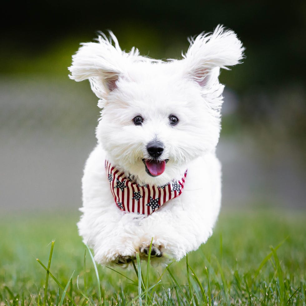 white, fluffy purebred havanese with stars and stripes bandana running on field toward camera white, fluffy purebred havanese with stars and stripes bandana running on field toward camera